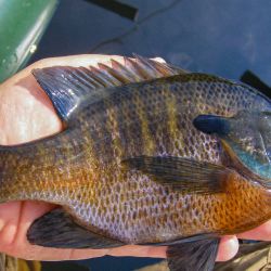 Big Bluegill
