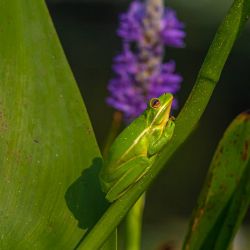 American Green Tree Frog