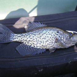 White Crappie