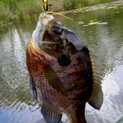 Bluegill Gurgler