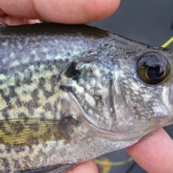 White Crappie