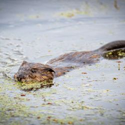 Nutria