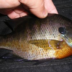 Bluegill Gurgler