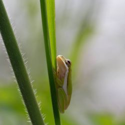 American Green Tree Frog