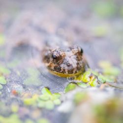 Frog in Pond