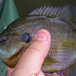 Bluegill Topwater
