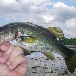 Largemouth Bass