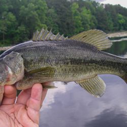 Largemouth Bass Topwater