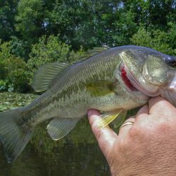 Largemouth Bass Topwater