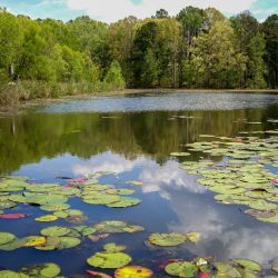 Best Pond Ever