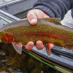 Watauga River Rainbow