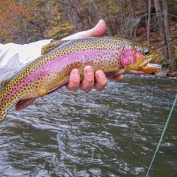 Watauga River Rainbow