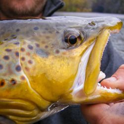 Watauga River Brown Trout