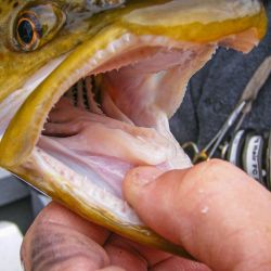 Toothy Brown Trout