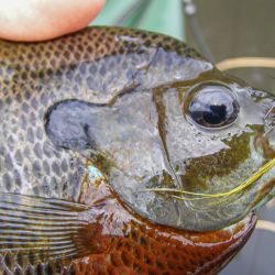 Bluegill on Gurgler