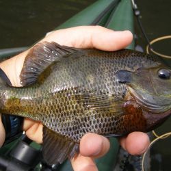 Bluegill on Gurgler