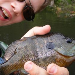 Bluegill on Gurgler