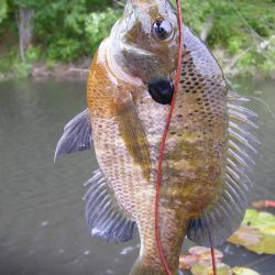 Bluegill on Gurgler