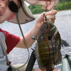 Bluegill Smack Down