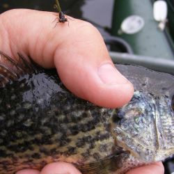 White Crappie 