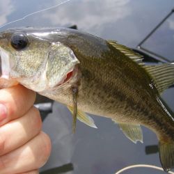 Bass on Gurgler