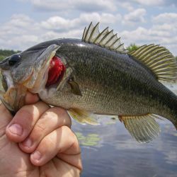 Largemouth Bass