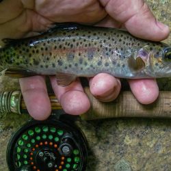 Wild Rainbow