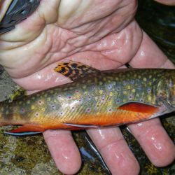 Wild Brook Trout