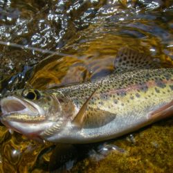 Fly Fishing Wild Rainbow