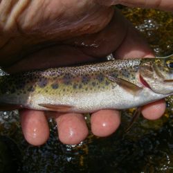 Wild Rainbow