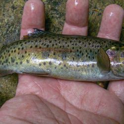 Wild Rainbow