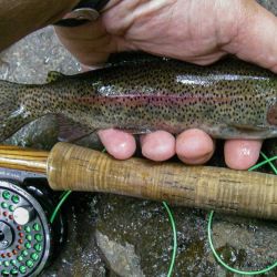 Wild Rainbow