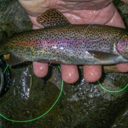 Wild Rainbow