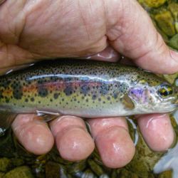 Wild Rainbow