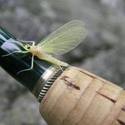 Yellow Quill Mayfly