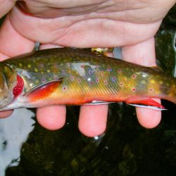 Brook Trout Grayson Highlands