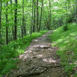 Cabin Creek Trail 