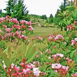 Mountain Laurel Flowers