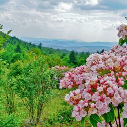 Mountain Laurel Flowers