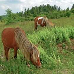Horses Grayson Highlands
