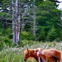 Wild Horses Grayson Highlands