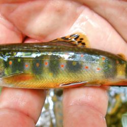 Little Brookie