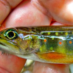 Little Brookie Par Markings