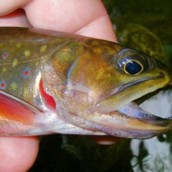Wild Brook Trout