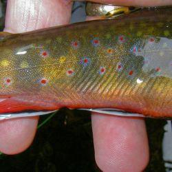 Wild Brook Trout