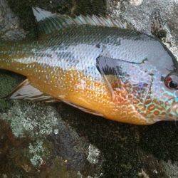Long Ear Sunfish