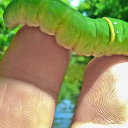Tiger Swallowtails Caterpillar