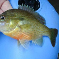 Redbreast Sunfish
