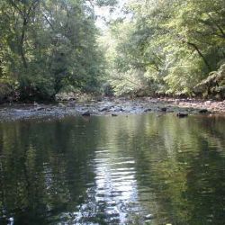 Fly Fishing Creek