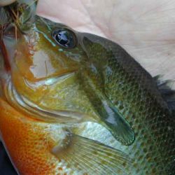 Redbreast Sunfish